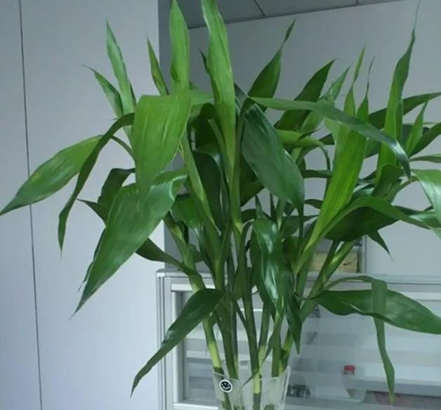 富贵竹原来要这么养才生根快叶子绿，难怪我家的总是黄死了！