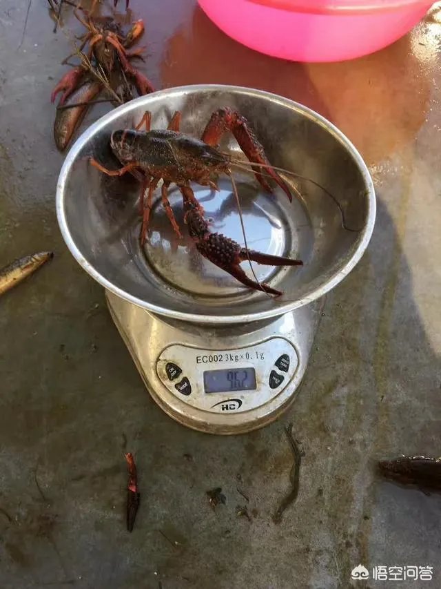 养殖小龙虾每亩投入3000元，亩产300斤算正常吗？该如何养殖？