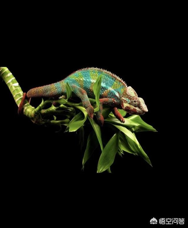 动物中，有没有我们从没见过的伪装术？