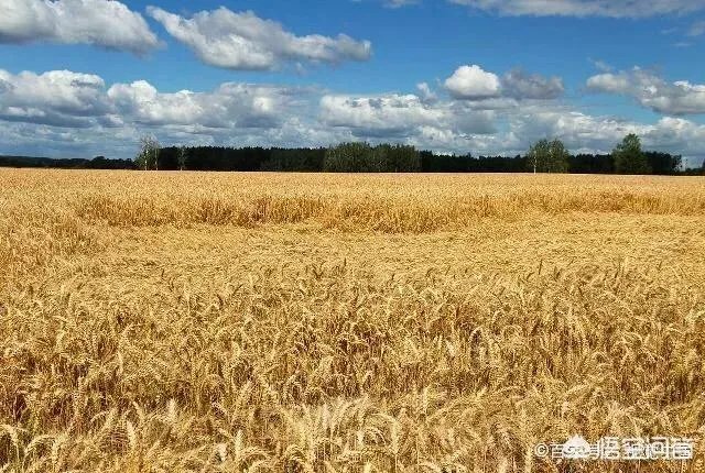 农村耕地出租多少钱一亩？直补归谁？