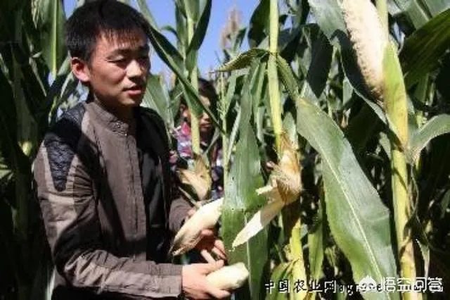 农村耕地出租多少钱一亩？直补归谁？