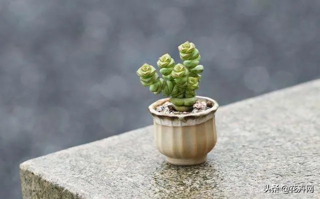 给多肉浇水的秘诀是什么？