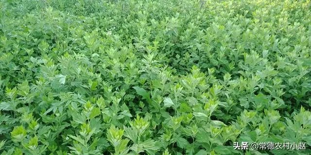 艾草是野生的好还是种植的好?