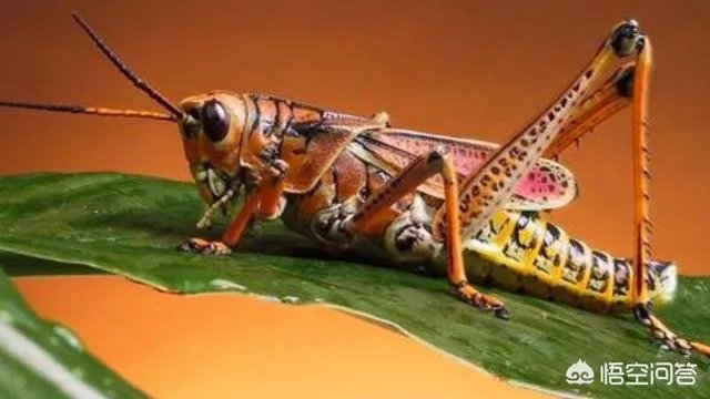 现在看到农村很多大棚饲养蝗虫的，效益咋样？