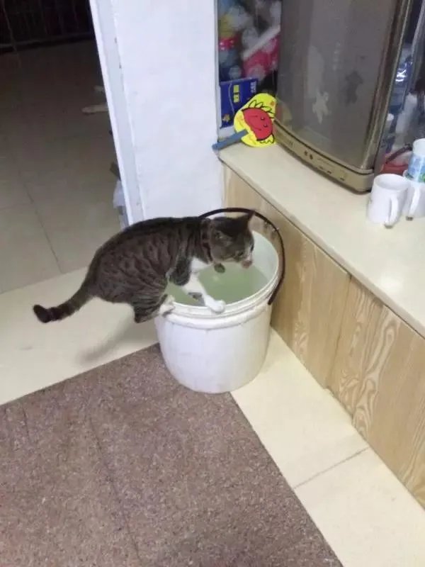 你家的猫做过哪些不可思议的事？