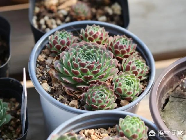 给多肉浇水的秘诀是什么？