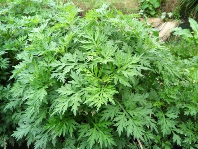 艾草是野生的好还是种植的好？
