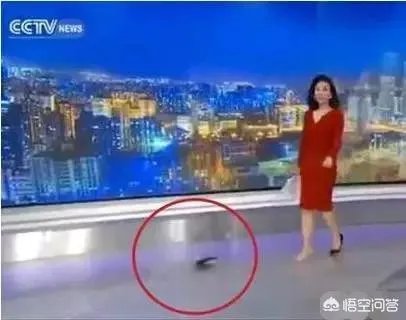 主持节目时高跟鞋掉了怎么办？