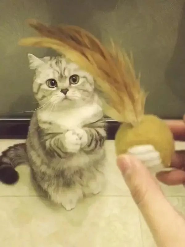 你家的猫做过哪些不可思议的事？