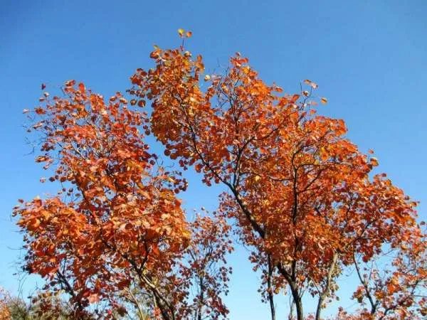 几行红叶树无数夕阳山.的意思