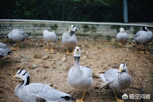 海丝动物园好玩吗