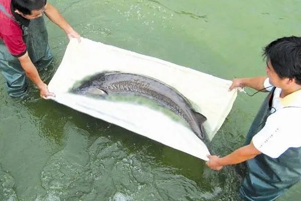 中国濒临灭绝的动物有哪些？它们图片！