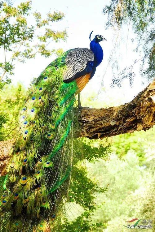 出联（1079）上联：中华腾飞，巾帼英雄创大业，如何对下联？