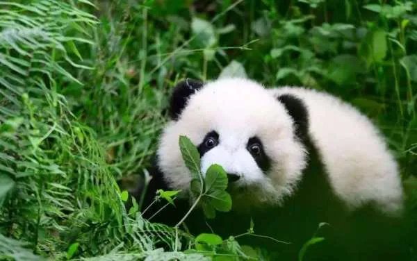 中国濒临灭绝的动物有哪些？它们图片！