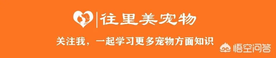 被染色成熊猫的狗，真的更“可爱”吗？
