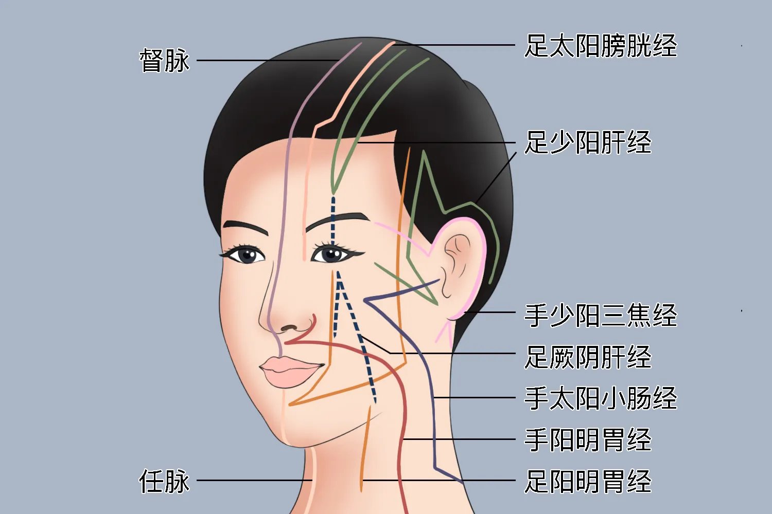 人体面部经络图及功用解析