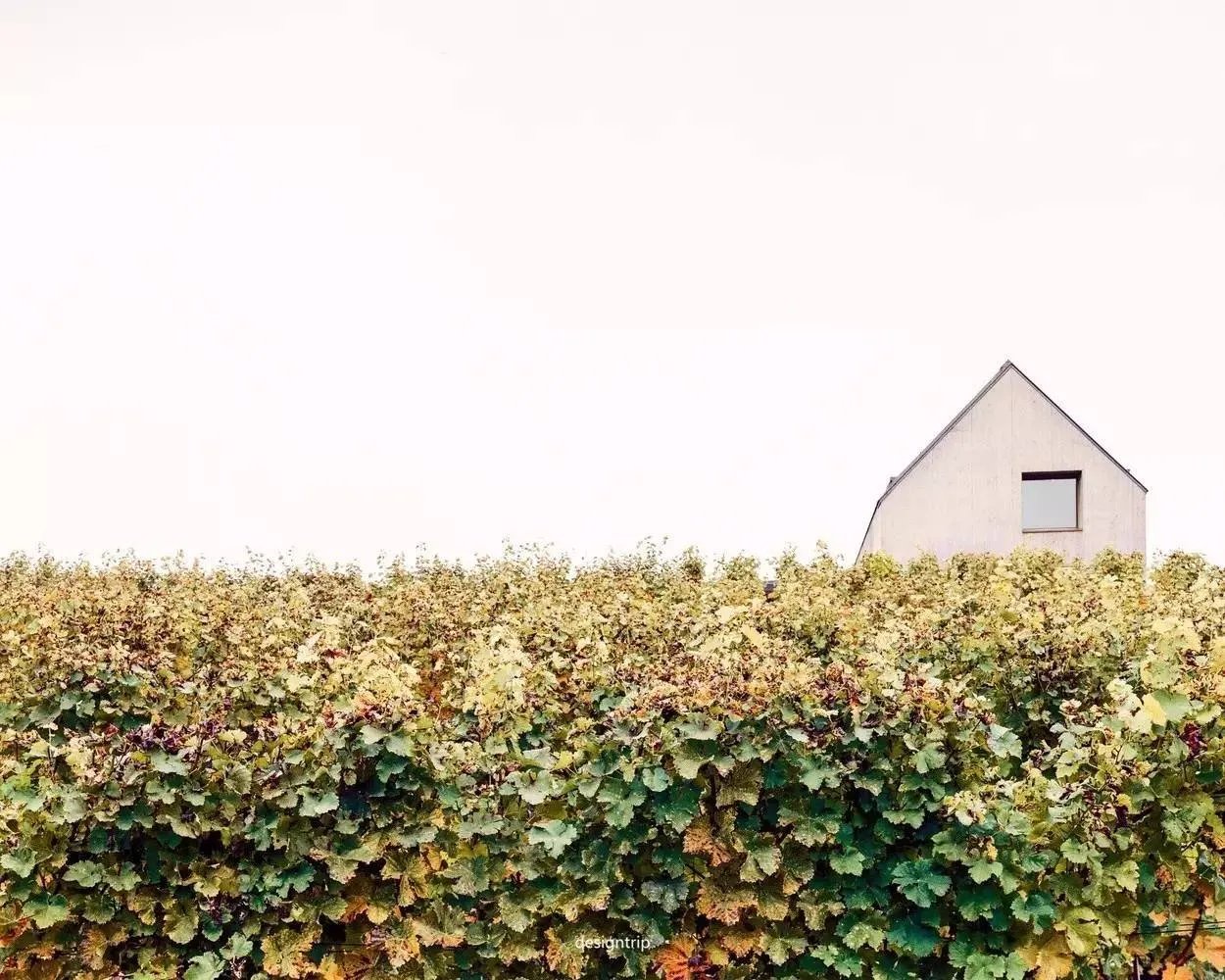 在一望无际的葡萄园中，安个家！