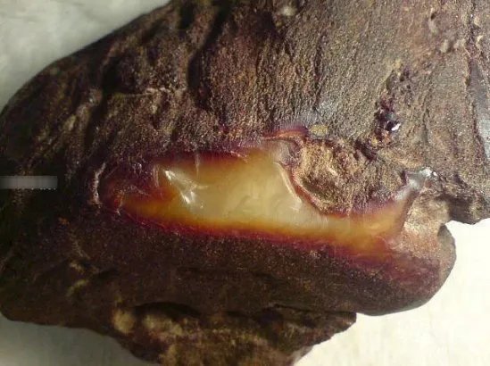 村民打水井挖到一石头！竟一夜暴富（组图）