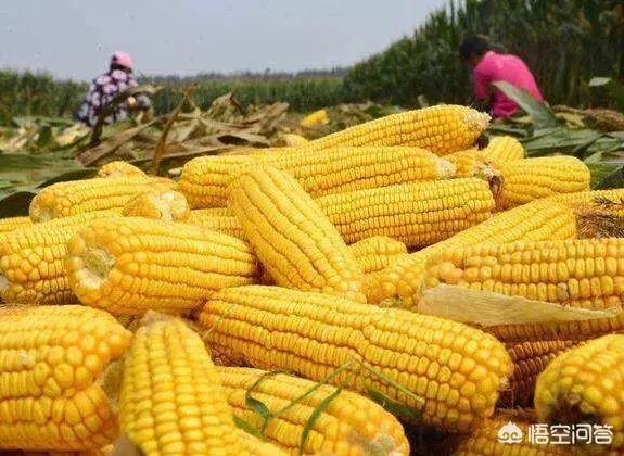 如果猪价降至6元，养殖户的利润是怎样的？