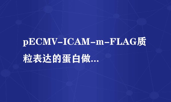 pECMV-ICAM-m-FLAG质粒表达的蛋白做WB用FLAG抗体显出的条带大概在哪？