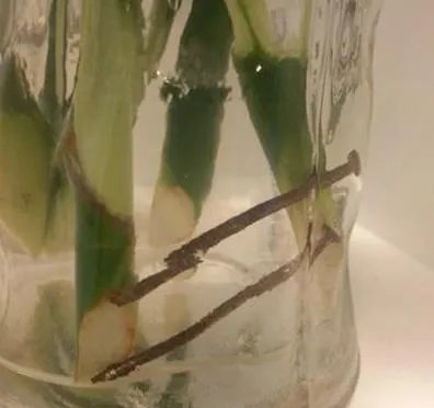 富贵竹原来要这么养才生根快叶子绿，难怪我家的总是黄死了！