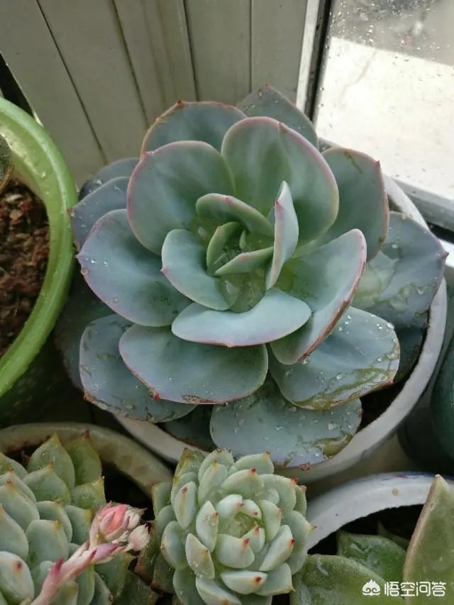 给多肉浇水的秘诀是什么？