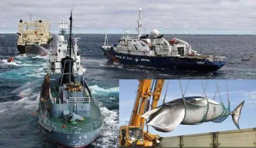 日本捕1430吨鲸肉：这到底是怎么回事？