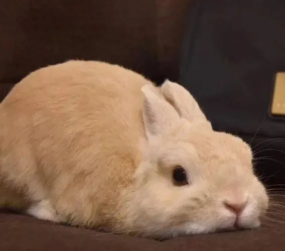 兔子头像暗示什么