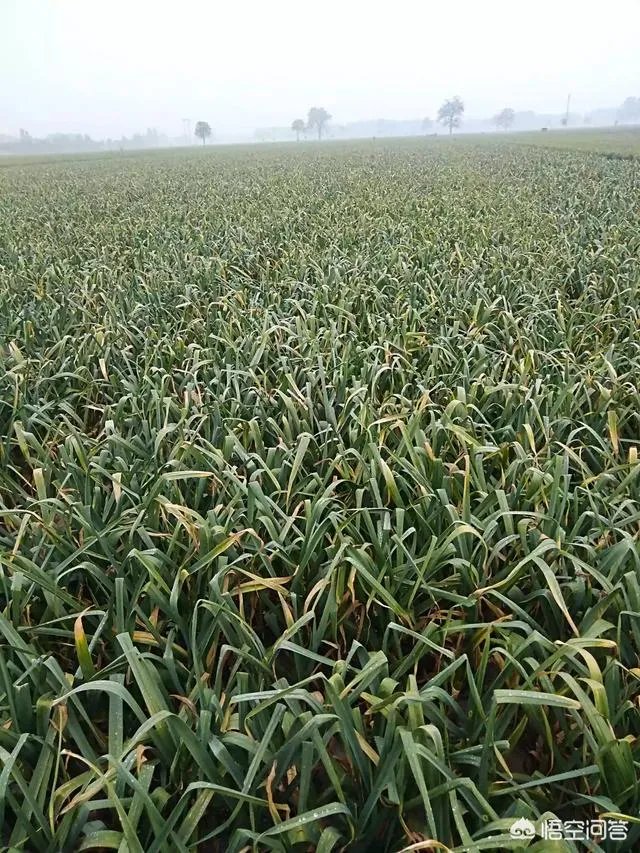 2018年的大蒜到底是会涨价还是会掉价？