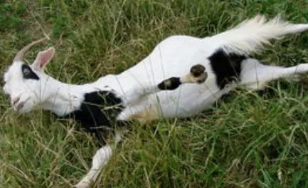 晕倒羊是美洲的特有羊种,它为何受到惊吓就会四肢僵硬?