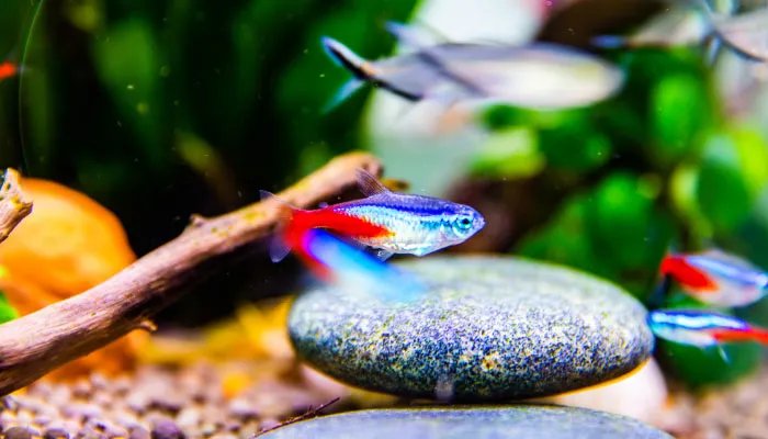 接吻鱼吃什么 接吻鱼怎么饲养