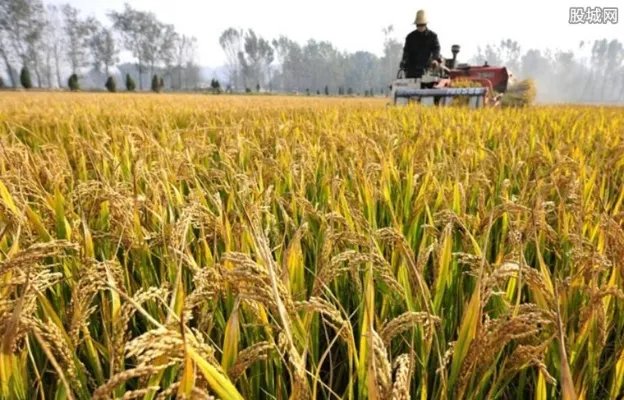 2022年粮价大变？4月起粮补粮价新规出台了？