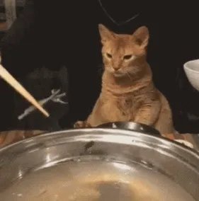 你家的猫做过哪些不可思议的事？