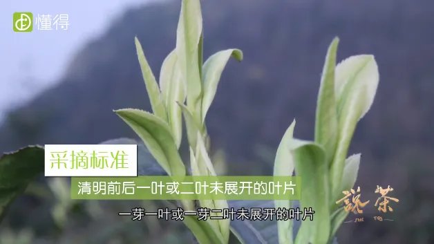 都匀毛尖是什么茶（图文）