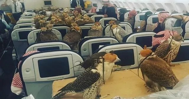 阿拉伯人王子为啥有钱