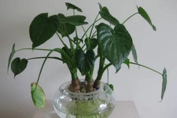 滴水观音的有什么作用？