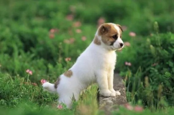 大爷玩轮滑和狗相撞后索赔23万遭拒，这事你怎么看？