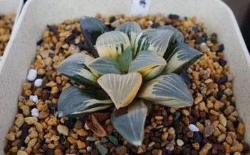 2023年3月27日这天日子好不好 宜结婚办婚礼吗