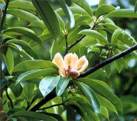 大理首次发现极危物种云南木莲, 你怎么看？