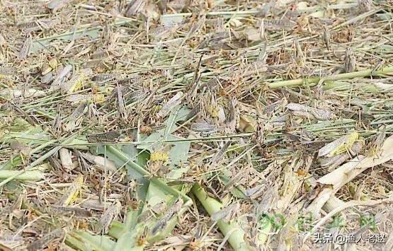 现在看到农村很多大棚饲养蝗虫的，效益咋样？