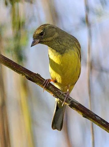 禾花雀是否保护动物