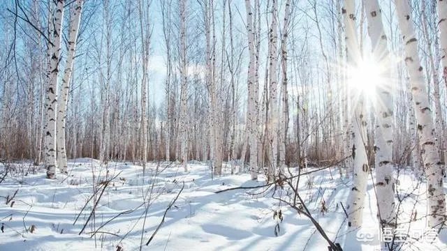 漠河冬天去还是夏天去