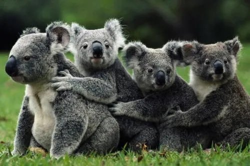 考拉在澳洲大火后会濒临灭绝吗？