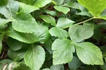 鸭脚板的功效与作用