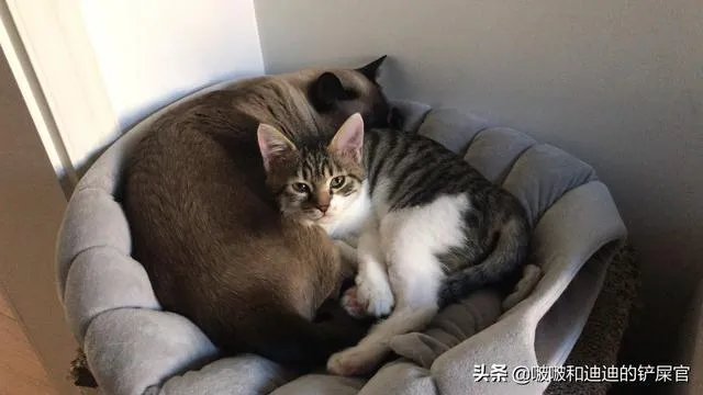 奶猫是不是吃了睡睡了吃？一天要睡多长时间？