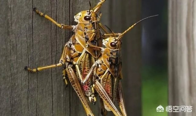 现在看到农村很多大棚饲养蝗虫的，效益咋样？