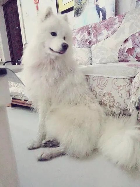 萨摩耶在交警队混吃混喝1个月把交警吃穷了，有这么夸张吗，萨摩耶有多能吃？