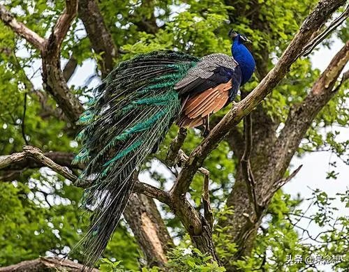 出联（1079）上联：中华腾飞，巾帼英雄创大业，如何对下联？