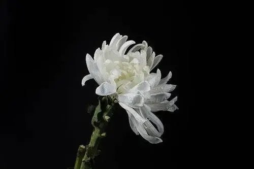 华中师范大学老校长章开沅逝世，他生前是个怎样的人物？