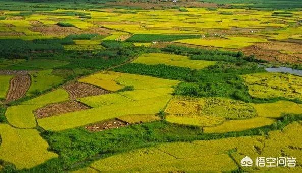 农村耕地出租多少钱一亩？直补归谁？